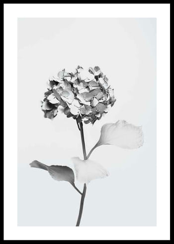 Poster White Painted Flower