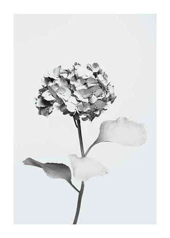 Poster White Painted Flower