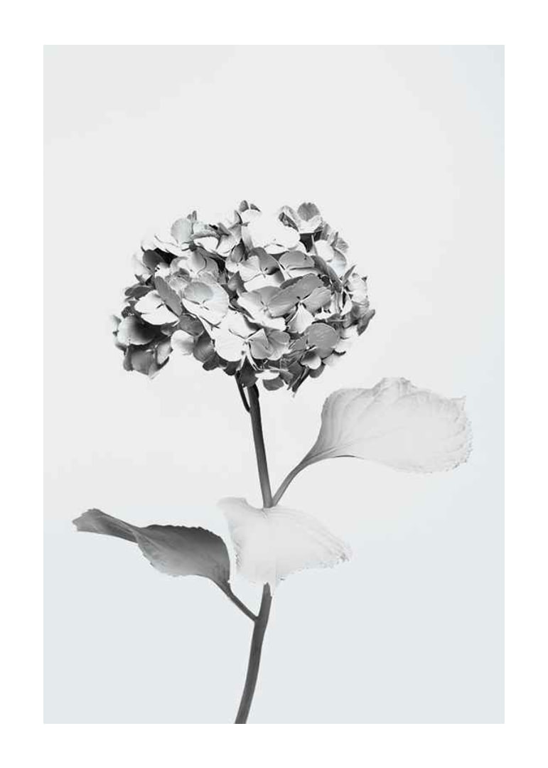 Black and white photo of hydrangea with flowers covered in white paint-12