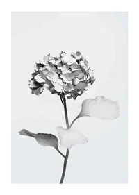 Svartvitt foto av hortensia med blommor täckta av vit färg-1