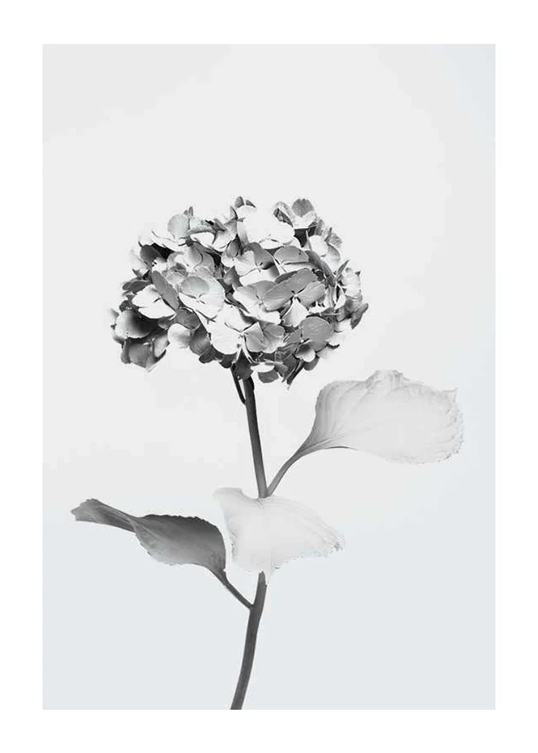 Svartvitt foto av hortensia med blommor täckta av vit färg-12