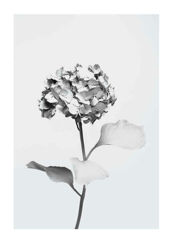 Affiche White Painted Flower