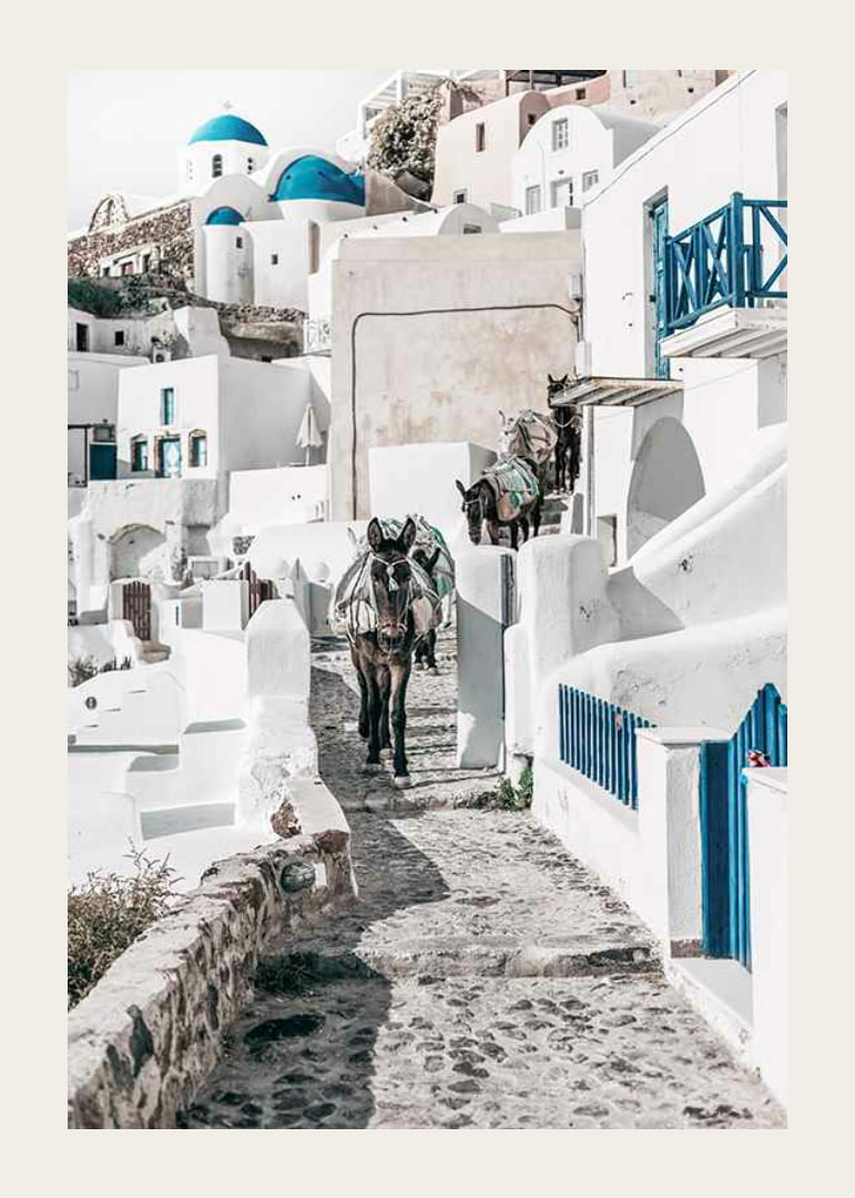 Fotografi av åsnor på stenstig bland vita hus i Santorini i Egeiska havet-12