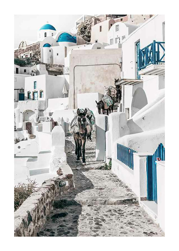 Poster Santorini Island Donkeys