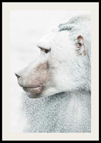 Pávián profilképe világos elmosódott háttér előtt-2