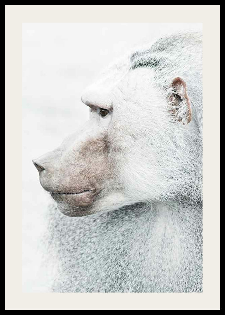 Pávián profilképe világos elmosódott háttér előtt-12