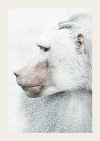 Pávián profilképe világos elmosódott háttér előtt-3