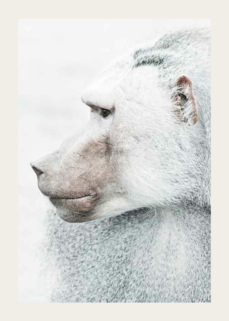 Pávián profilképe világos elmosódott háttér előtt-12