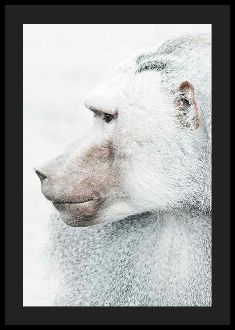 Pávián profilképe világos elmosódott háttér előtt-12