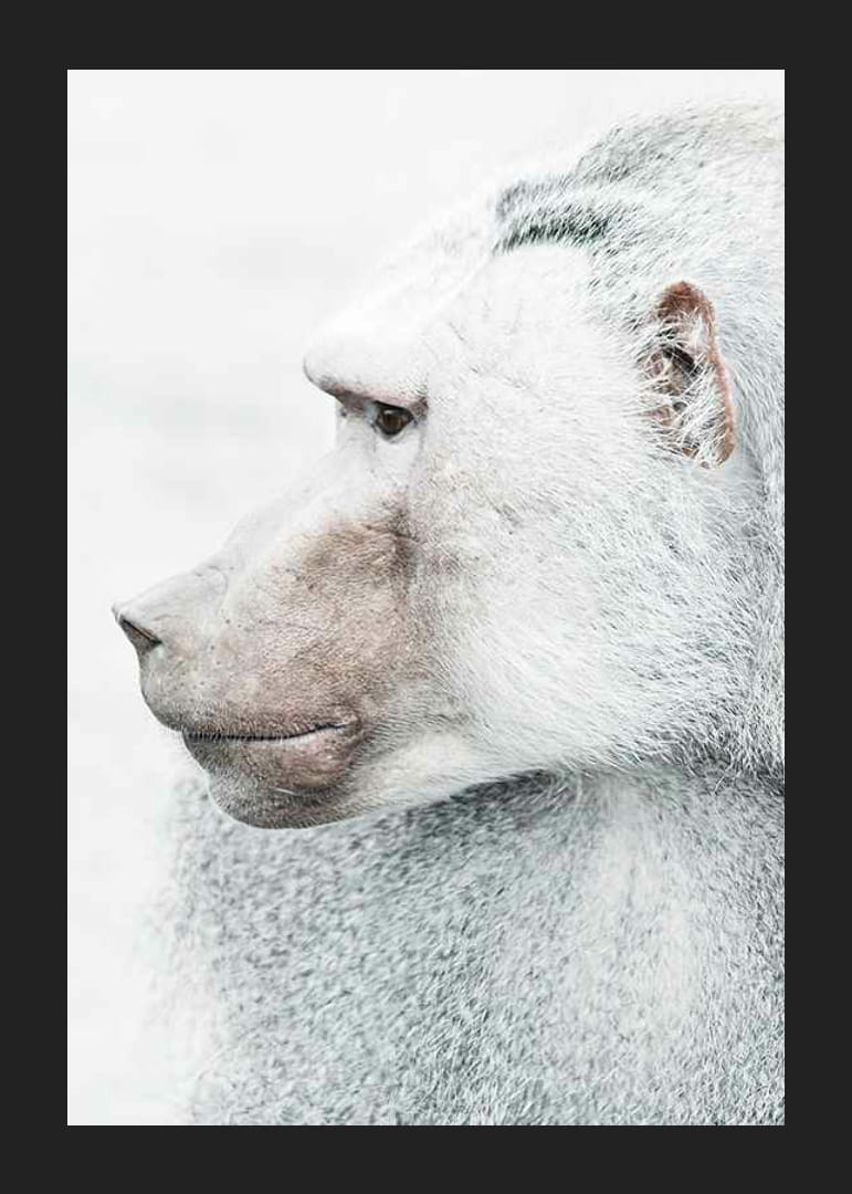 Pávián profilképe világos elmosódott háttér előtt-12