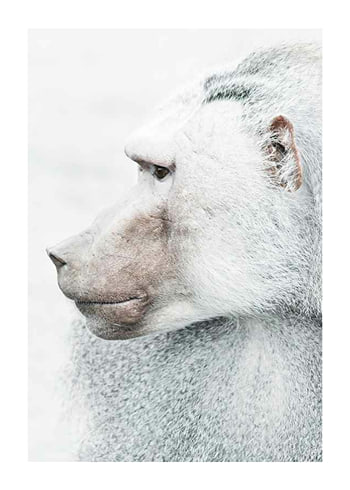 Poster Baboon