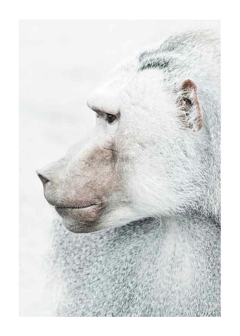 Plakat Baboon
