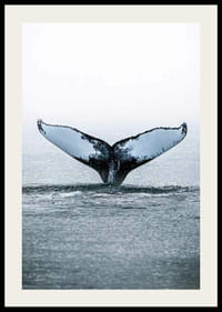 Fotografía de una ballena jorobada buceando con sus aletas en el Océano Pacífico.-2