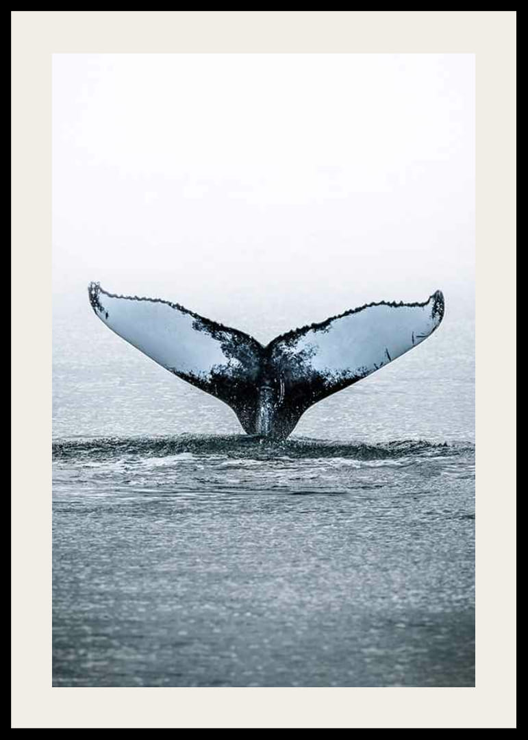 Fotografía de una ballena jorobada buceando con sus aletas en el Océano Pacífico.-12