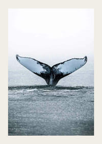 Fotografía de una ballena jorobada buceando con sus aletas en el Océano Pacífico.-3