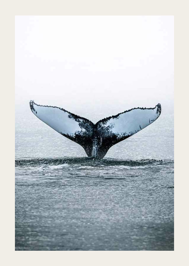 Fotografía de una ballena jorobada buceando con sus aletas en el Océano Pacífico.-12