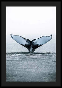 Fotografía de una ballena jorobada buceando con sus aletas en el Océano Pacífico.-4