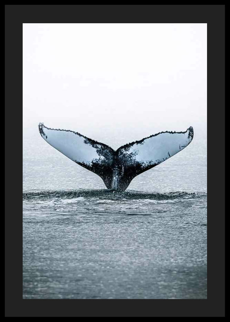 Fotografía de una ballena jorobada buceando con sus aletas en el Océano Pacífico.-12