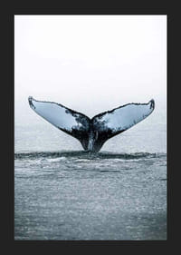 Fotografía de una ballena jorobada buceando con sus aletas en el Océano Pacífico.-5