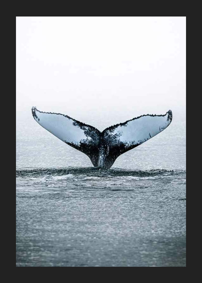 Fotografía de una ballena jorobada buceando con sus aletas en el Océano Pacífico.-12
