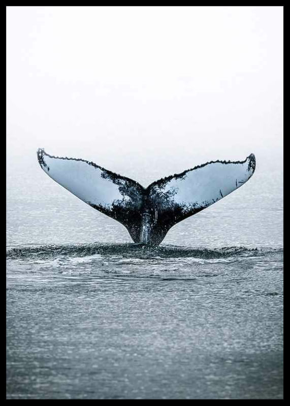 Whale Tail-12