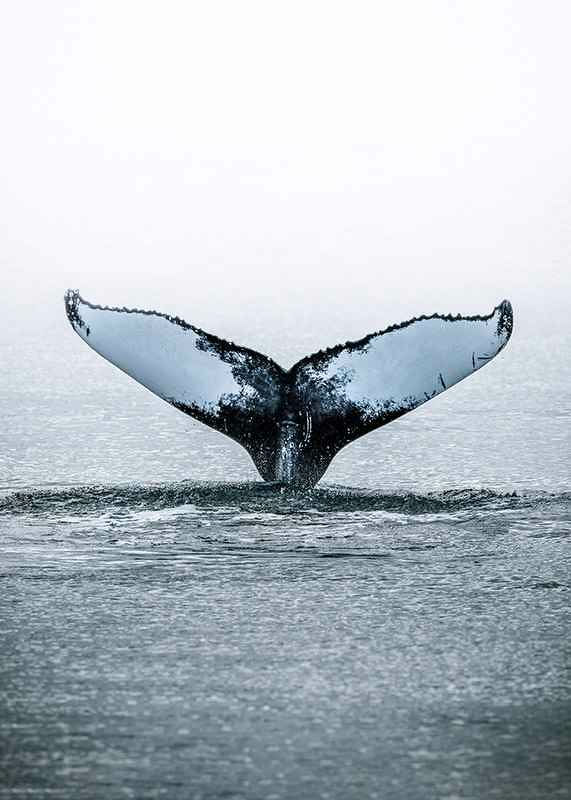 Whale Tail-12