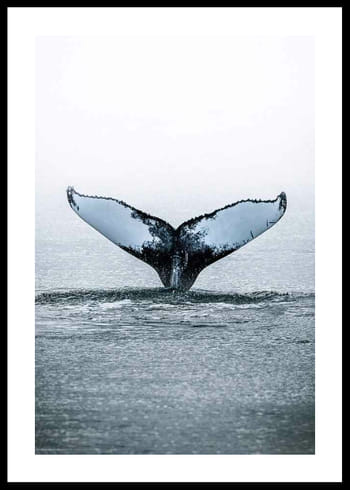 Poster Whale Tail