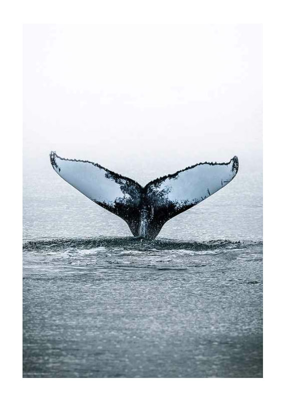 Whale Tail-12