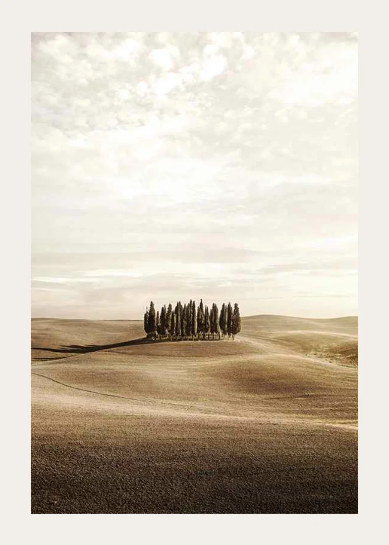 Photograph of cypress trees on rolling fields in beige tones-12