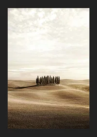 Photograph of cypress trees on rolling fields in beige tones-5