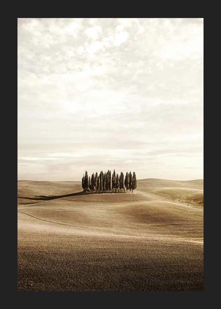 Photograph of cypress trees on rolling fields in beige tones-12