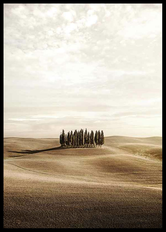 Cypress trees-12