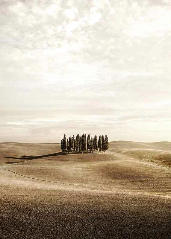 Photograph of cypress trees on rolling fields in beige tones-12