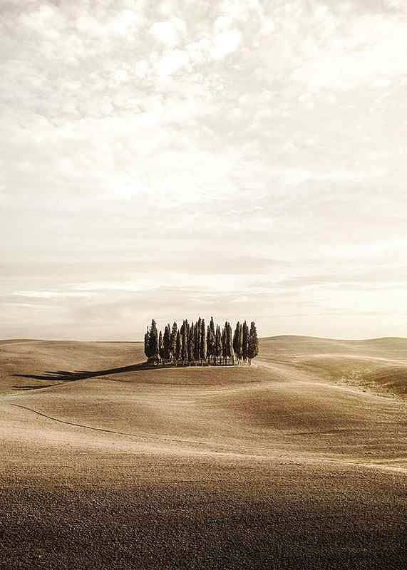 Cypress trees-12