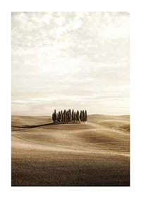 Photograph of cypress trees on rolling fields in beige tones-1