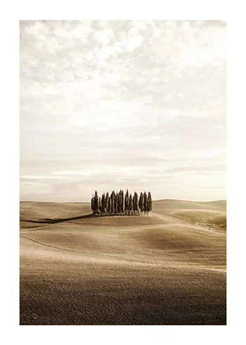 Poster Cypress trees