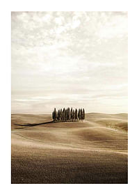 Cypress trees-1