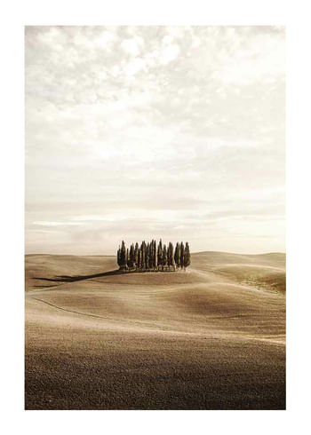 Poster Cypress trees
