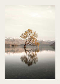 Fotografia di un albero solitario nel lago con montagne innevate sullo sfondo-3