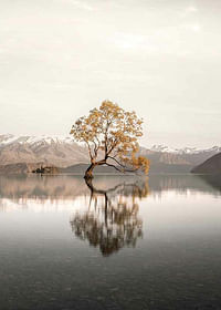 The Lonely Tree-3