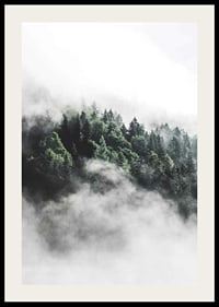 Foto eines dichten, in Nebel gehüllten Fichtenwaldes, Grüntöne-2