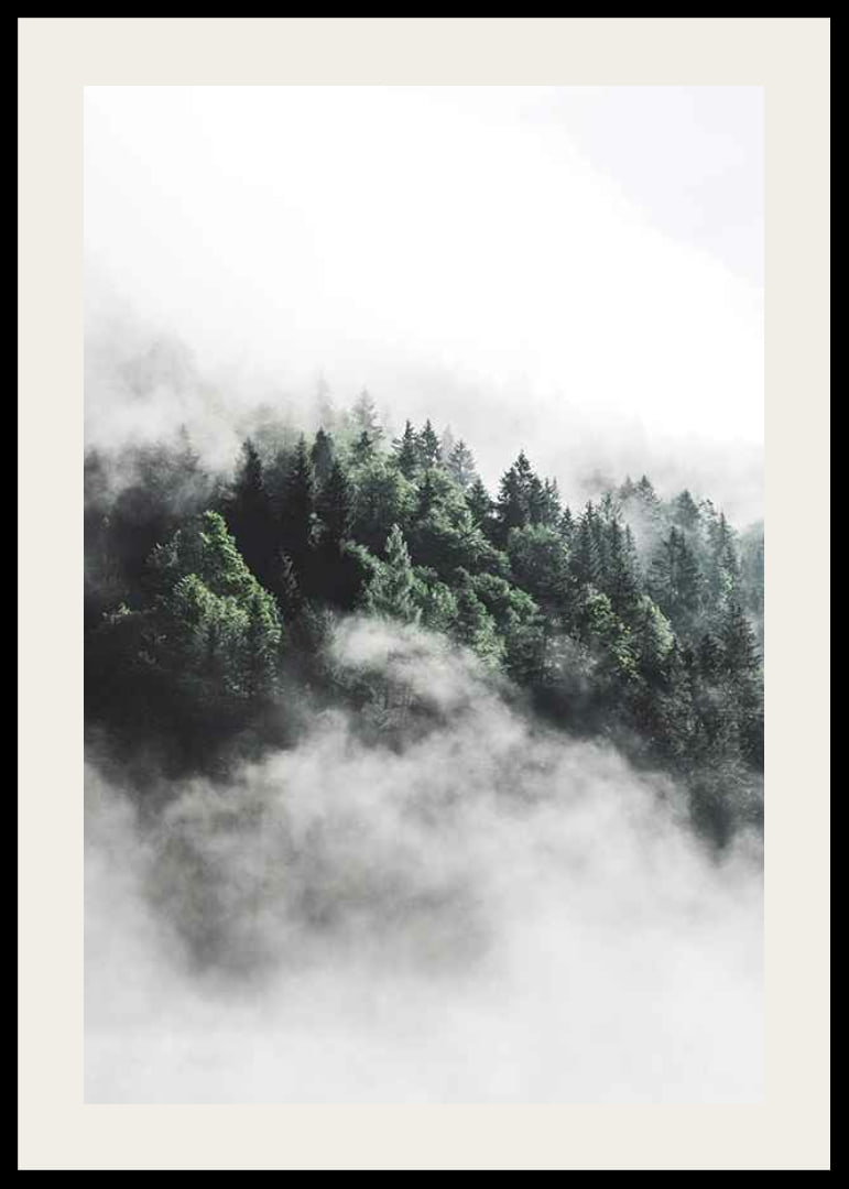 Foto eines dichten, in Nebel gehüllten Fichtenwaldes, Grüntöne-12