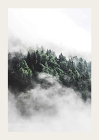 Foto eines dichten, in Nebel gehüllten Fichtenwaldes, Grüntöne-3