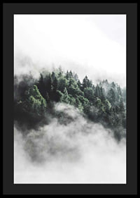 Foto eines dichten, in Nebel gehüllten Fichtenwaldes, Grüntöne-4