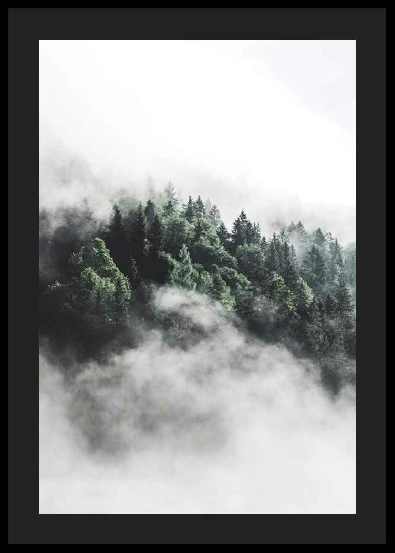 Foto eines dichten, in Nebel gehüllten Fichtenwaldes, Grüntöne-12