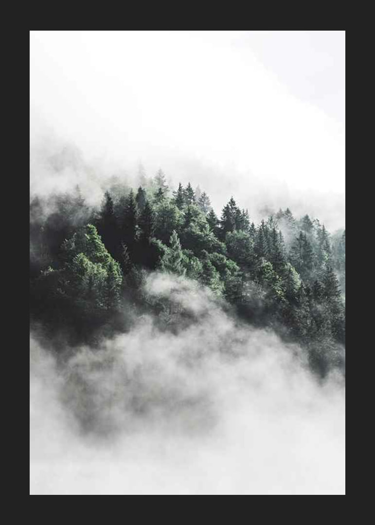Foto eines dichten, in Nebel gehüllten Fichtenwaldes, Grüntöne-12