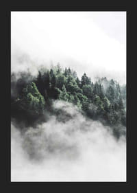 Fotografi av tät granskog insvept i dimma, gröna toner-5