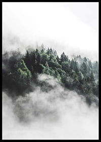 Foto eines dichten, in Nebel gehüllten Fichtenwaldes, Grüntöne-6