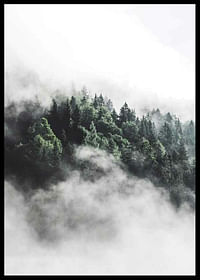 Forest In Mist-2