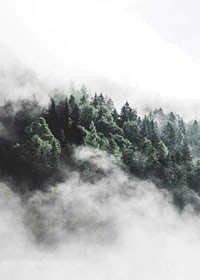 Foto eines dichten, in Nebel gehüllten Fichtenwaldes, Grüntöne-7